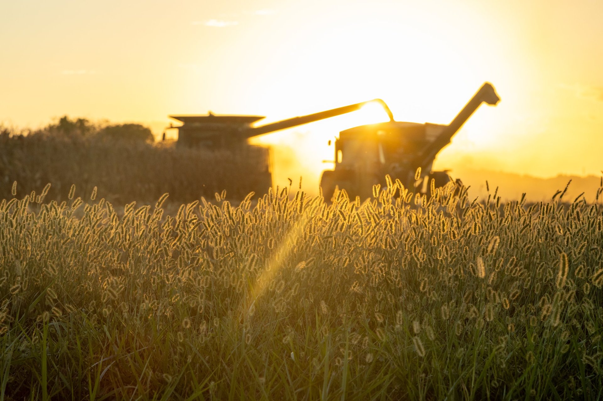 New Holland combine harvester at sunset in golden wheat field