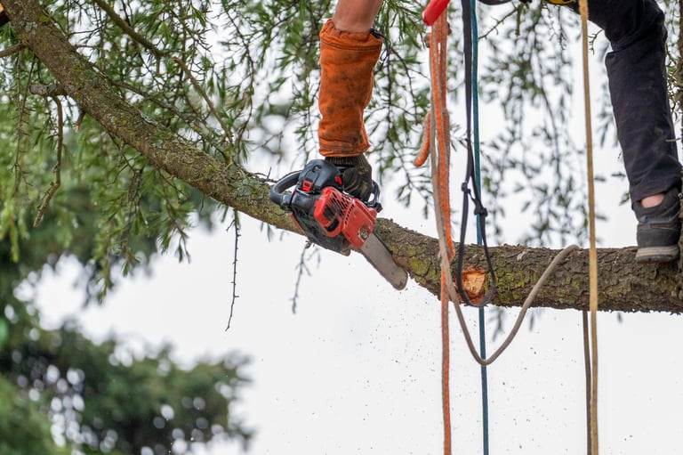 Arborist pruning high branches