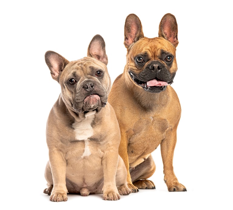 Two French bulldogs sitting