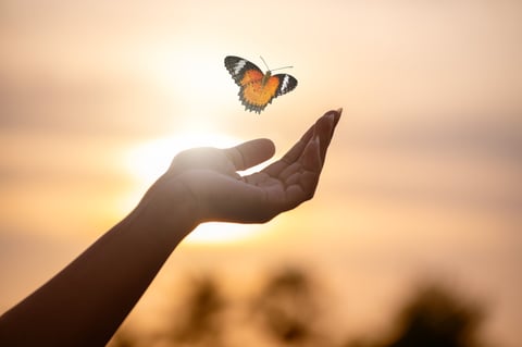 Butterfly resting on fingertip at sunset — hope