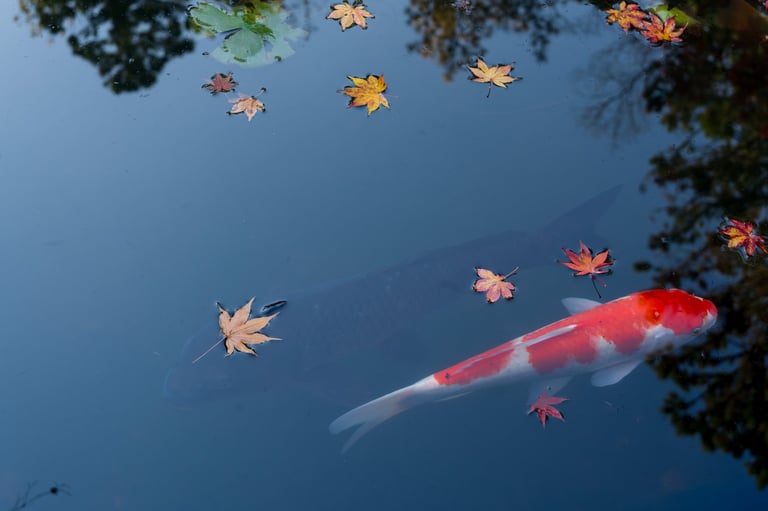 Kohaku koi