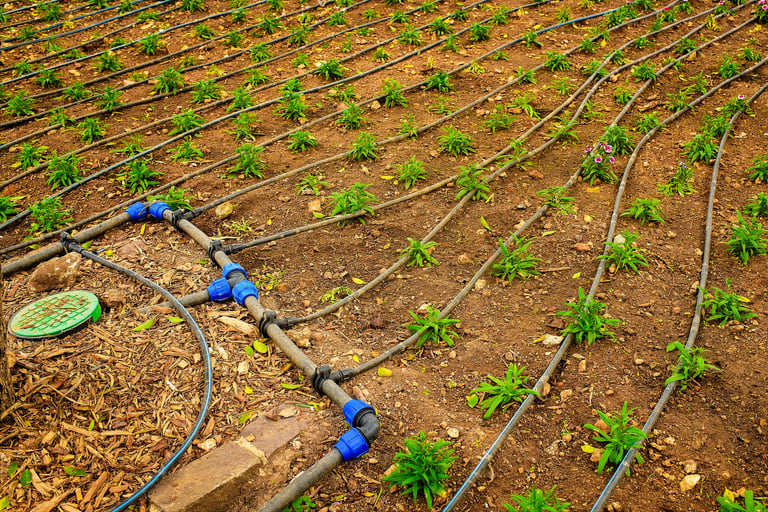 Garden drip irrigation system with hoses and fittings watering rows of seedlings