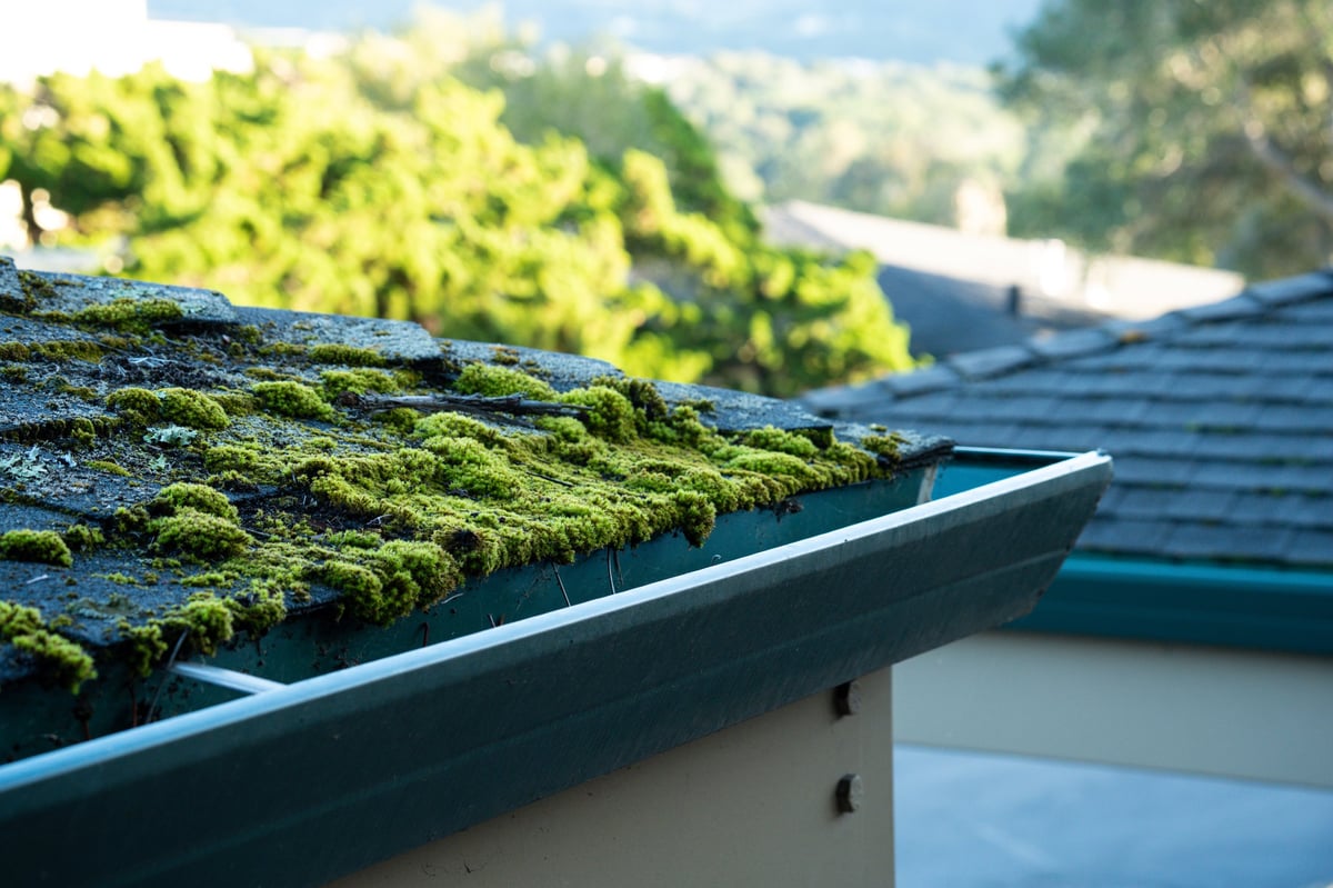 Professional soft-wash roof cleaning removing black algae streaks — Capital Estate Exteriors Ottawa