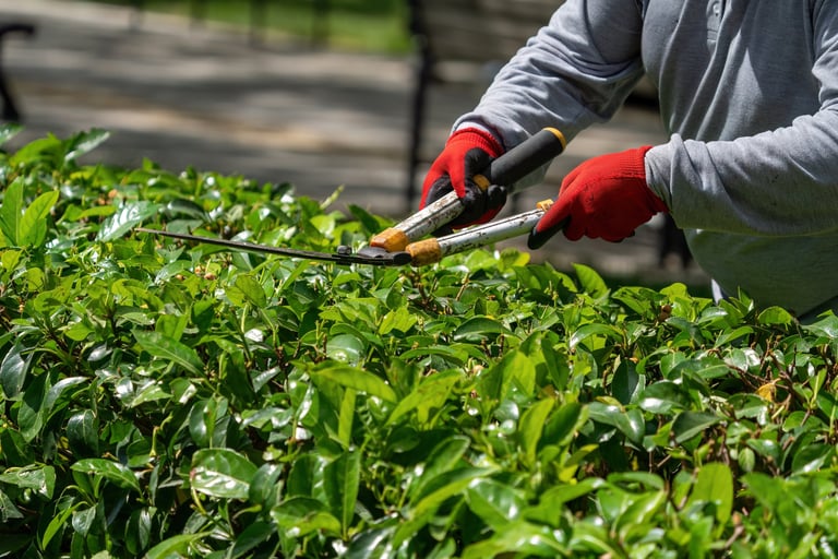 Jardinero profesional podando plantas y arbustos
