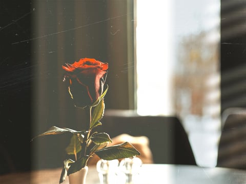 A red rose in a vase — an elegant romantic still life