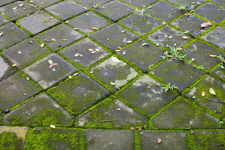 Moss-covered stone paving tiles