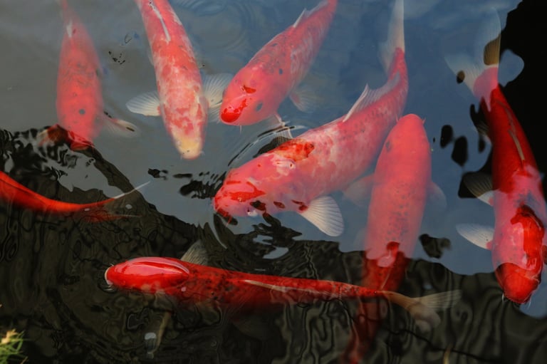 Tancho koi