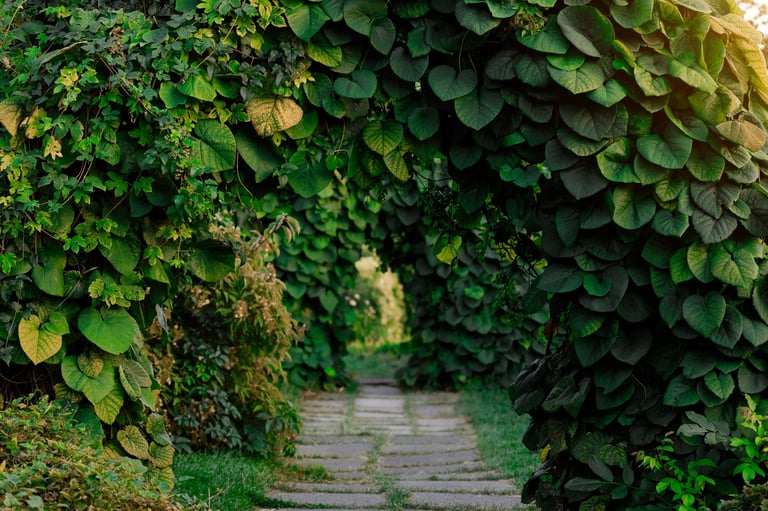 A garden passage formed by dense green planting