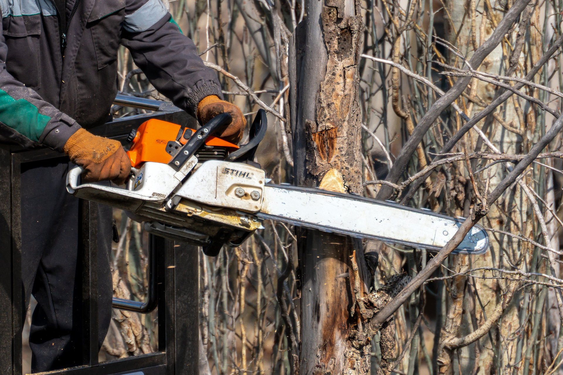 Professional tree surgeon cutting large branch with chainsaw from hydraulic lift