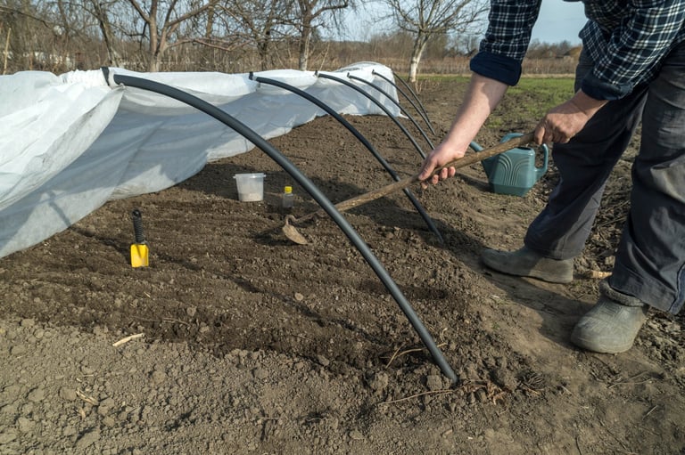 Gardener tilling the soil under a cover crop with a hoe, preparing it for planting