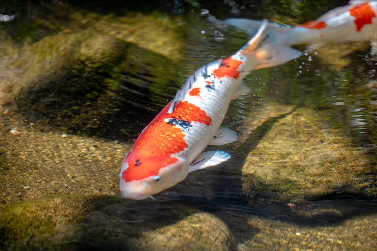 Sanke koi