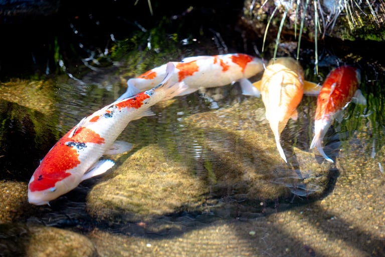 Showa koi
