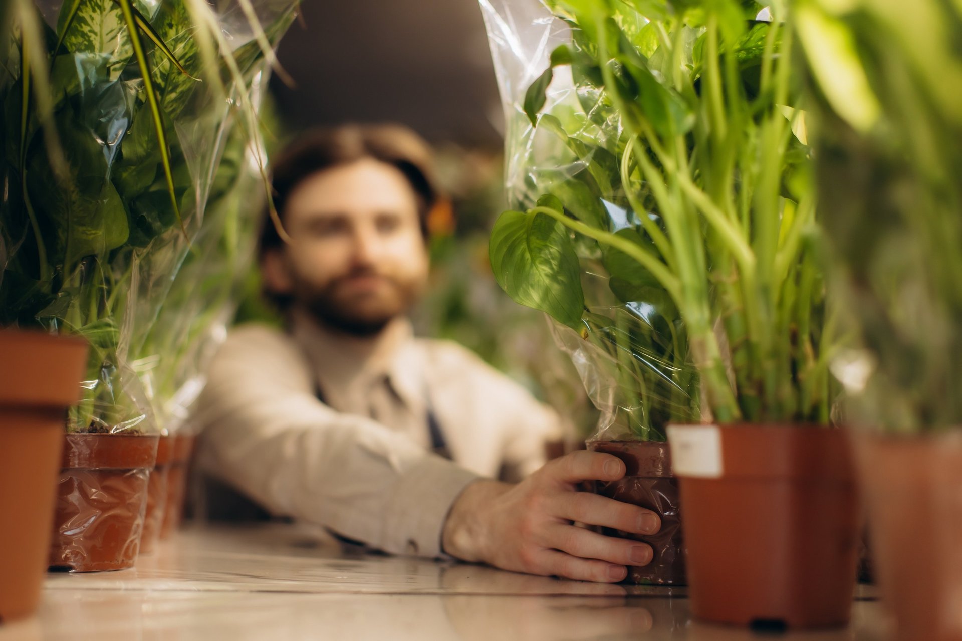 Young florist arranging healthy potted green plants on shelves