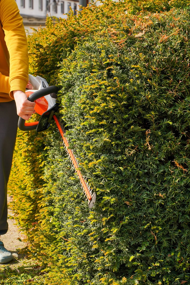 Professional garden hedge trimming