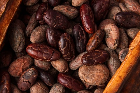 Close-up of cocoa beans