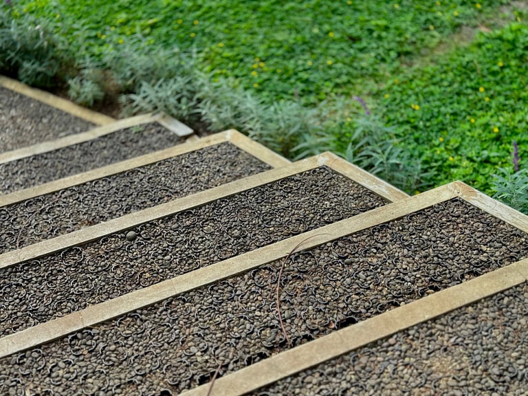 Natural stone stairs and green grasses in a terraced garden