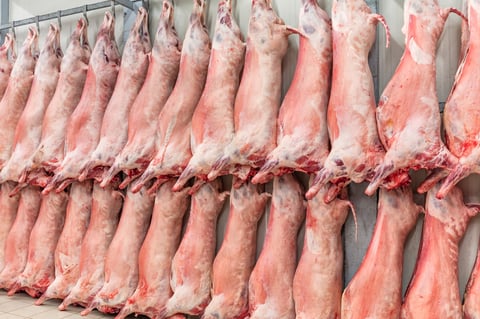 Premium South African lamb carcasses in cold storage