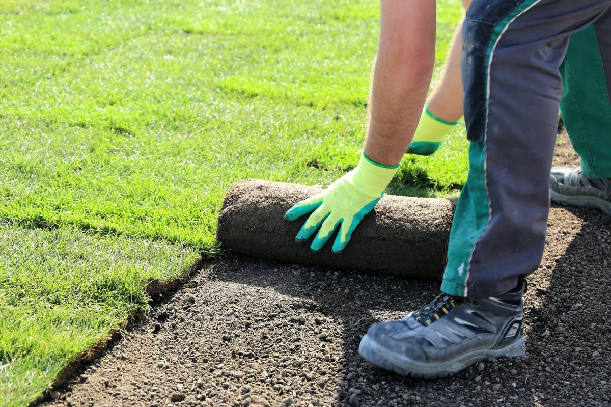 Sod installation project