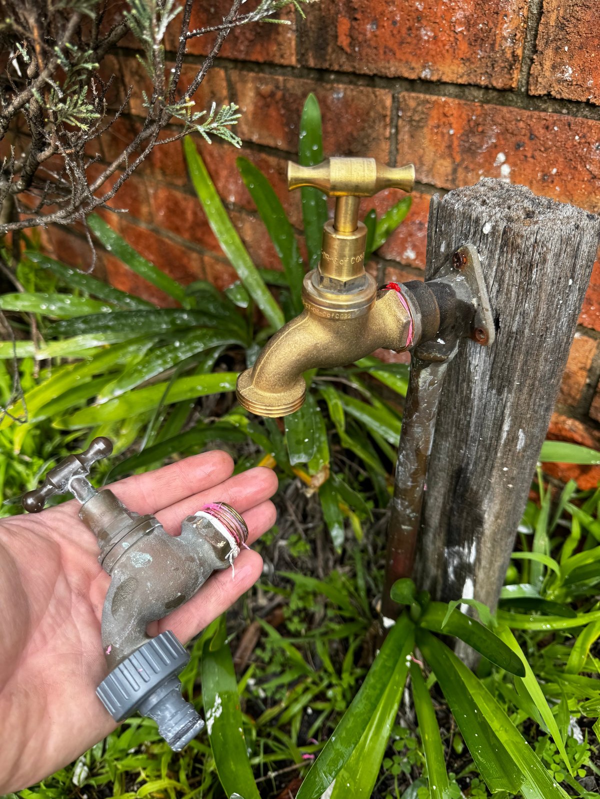 Hand holding garden hose nozzle next to brass outdoor water tap mounted on brick wall with green plants