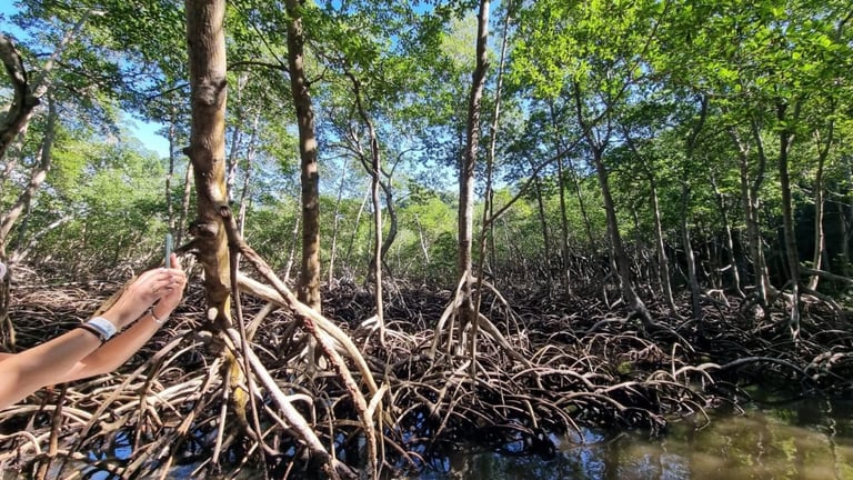 Persons hand touching exposed mangrove roots in shallow water surrounded by dense mangrove forest canopy