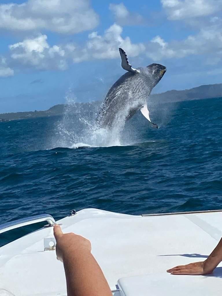 A dolphin leaps out of the ocean water next to a boat with mountains visible in the background