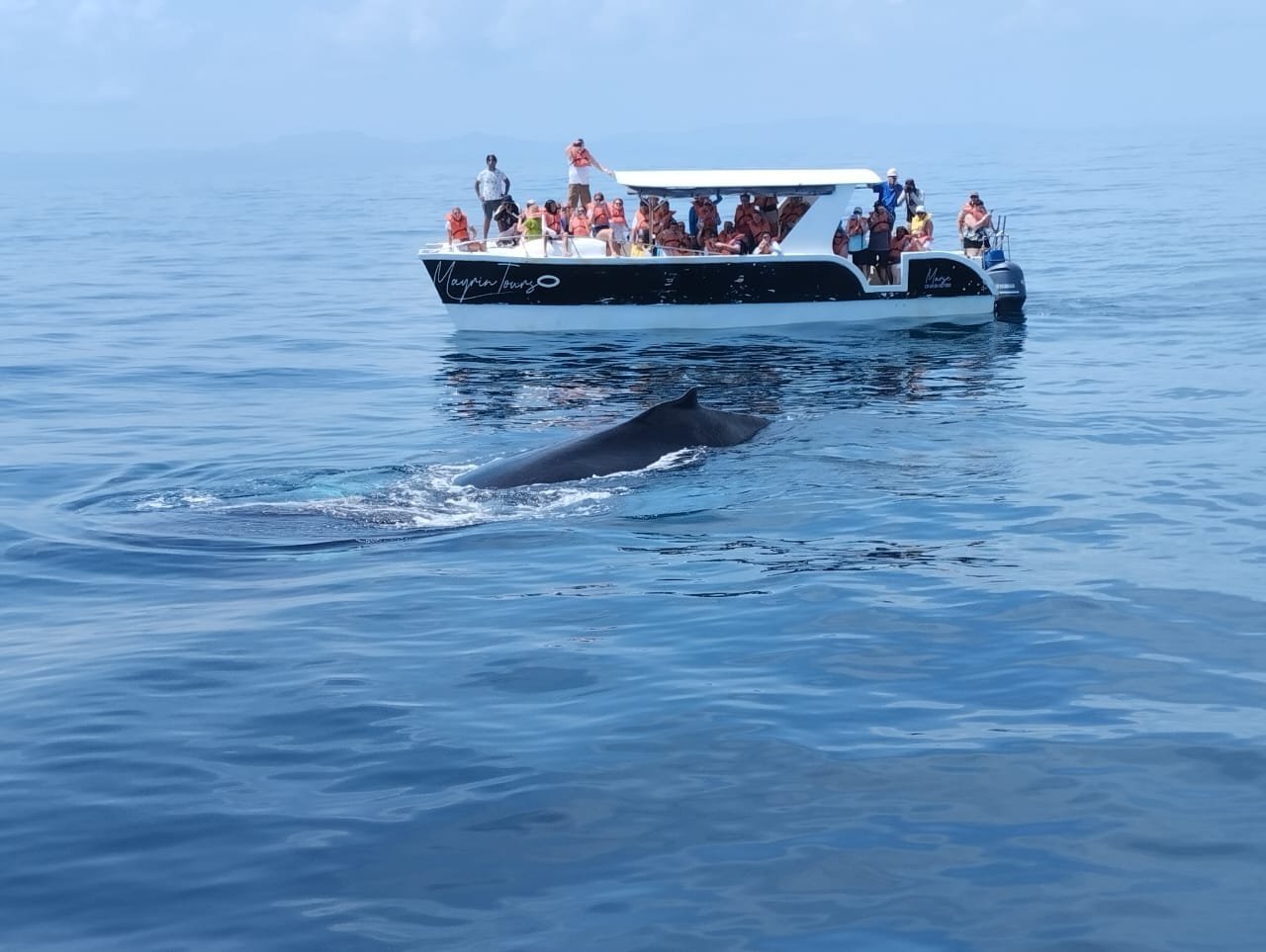 Bote de avistamiento de ballenas con pasajeros observando una ballena en aguas cristalinas
