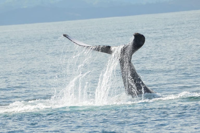 Avistamiento de Ballenas