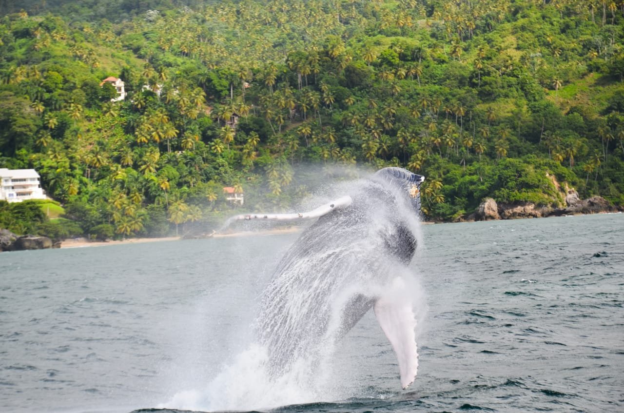 Ballena jorobada saltando frente a una costa tropical con palmeras