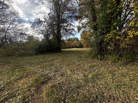 Open grassy field with scattered fallen leaves surrounded by tall trees and blue sky with clouds