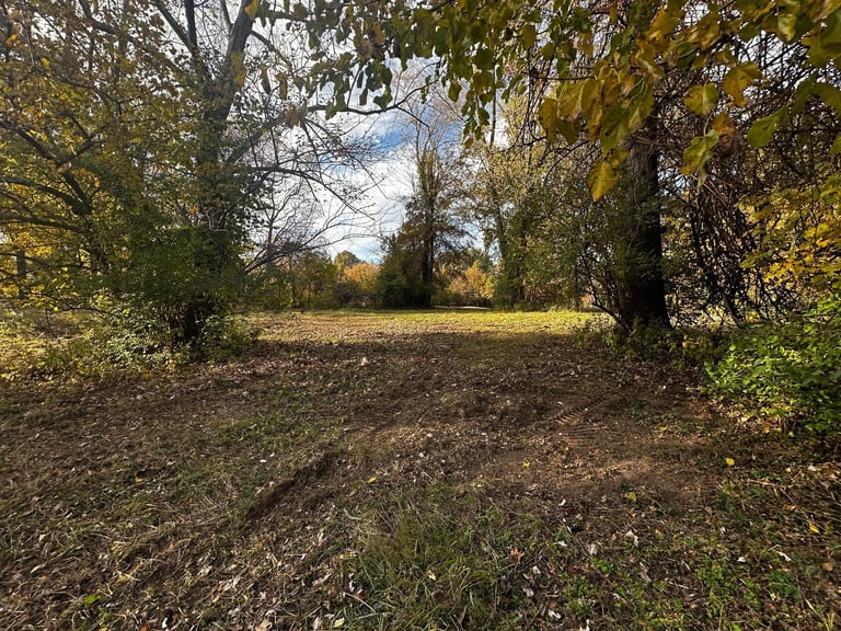 Autumn woodland clearing with bare trees, golden foliage, and brown leaf-covered ground beneath a partly cloudy sky