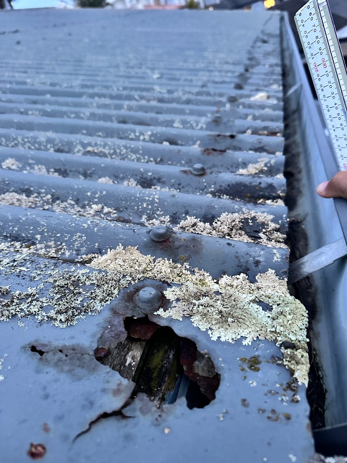 Old corrugated roof covered in lichen with a hole rotted through the metal before replacement