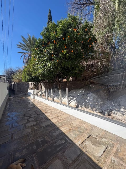 Callejón angosto con árbol de naranjos y muros blancos bajo cielo azul