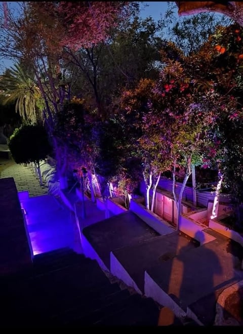 Sendero de jardín nocturno con iluminación morada y rosa en árboles y plantas