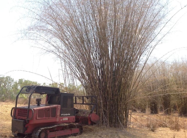 Red tracked loader beneath towering clump of bamboo stalks in dry landscape