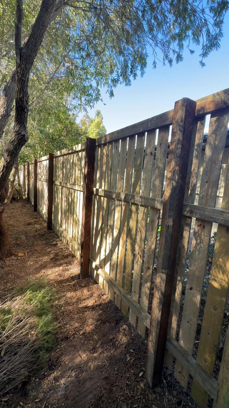 Weathered wooden fence with vertical slats lining a dirt path under an overhanging tree with green foliage on a clear day