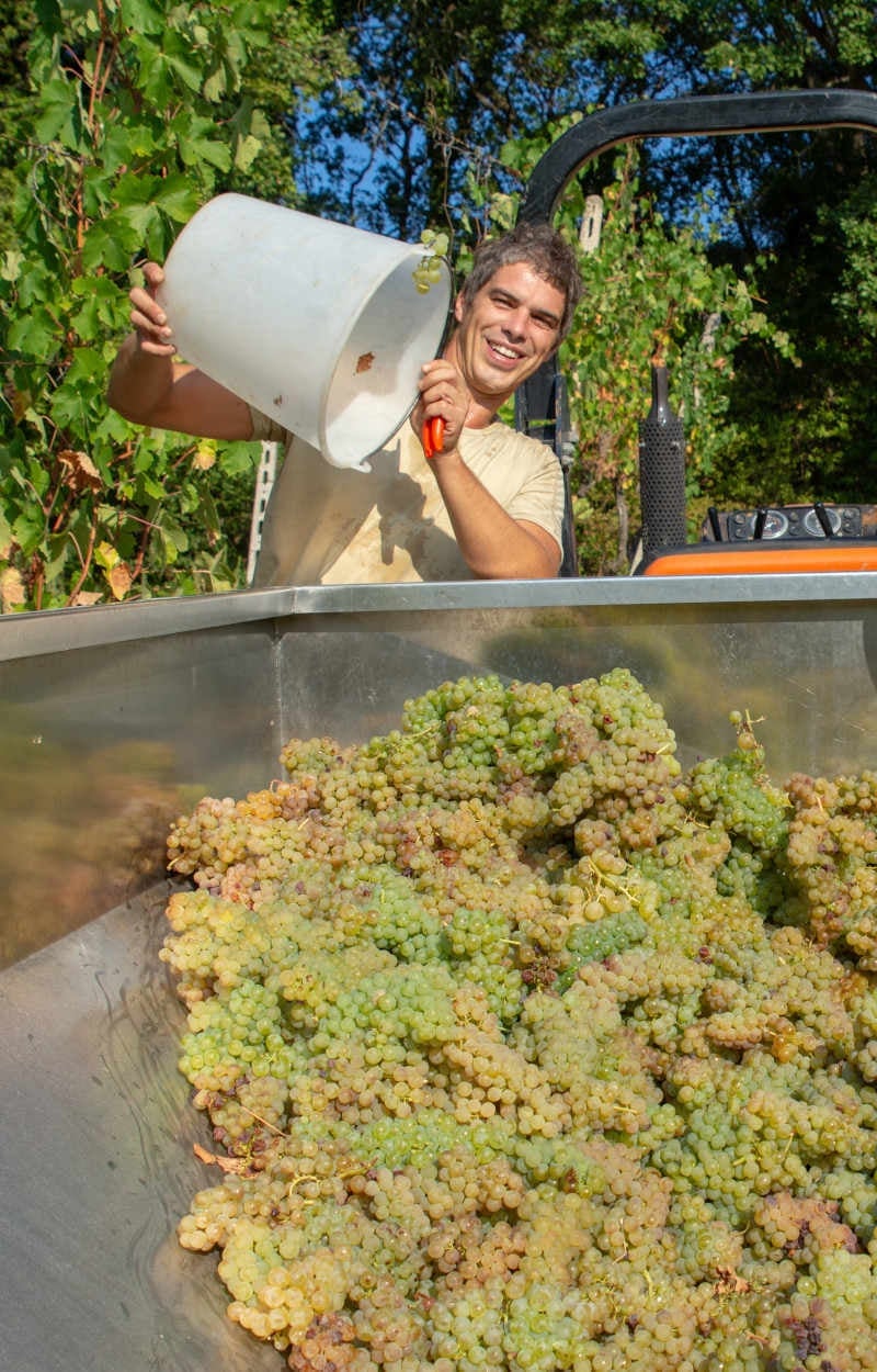 Man pouring white grapes into a metal bin during harvest, surrounded by green foliage