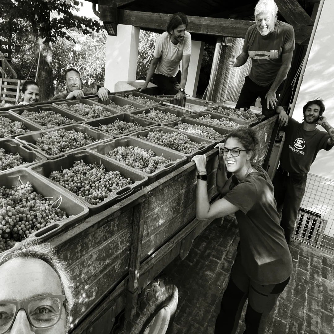 Group of people standing around large bins filled with grapes during harvest, black and white photograph