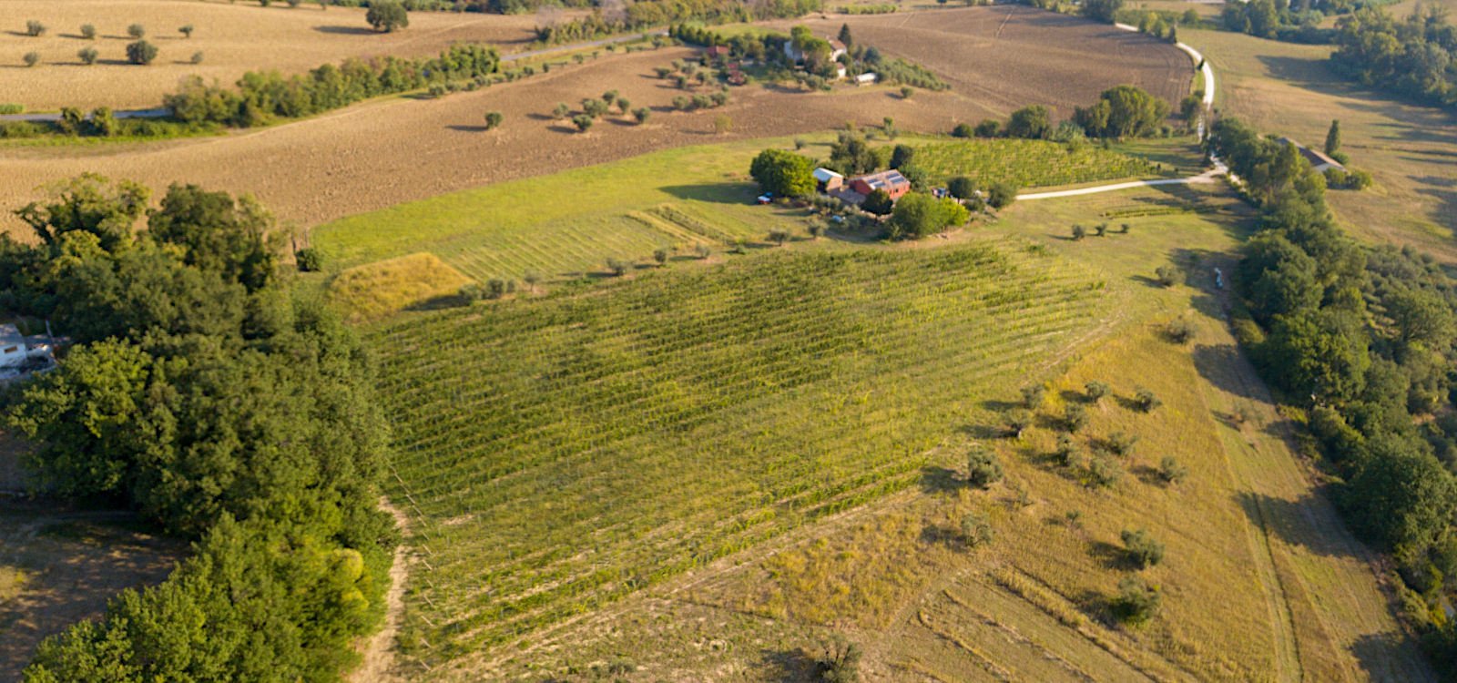 Aerial view of rural farmland with fields, scattered trees, a farm building complex, and hay bales drying in the golden sunlight