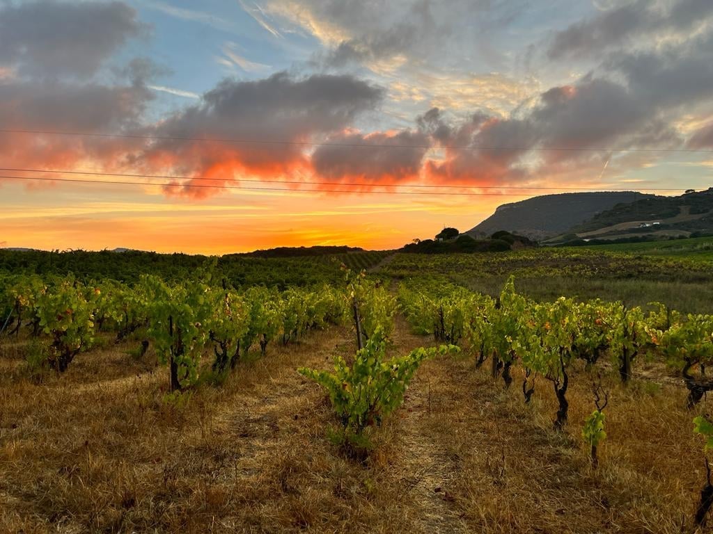 Vineyard at sunset with rows of grapevines under an orange and gold sky with hills in the background