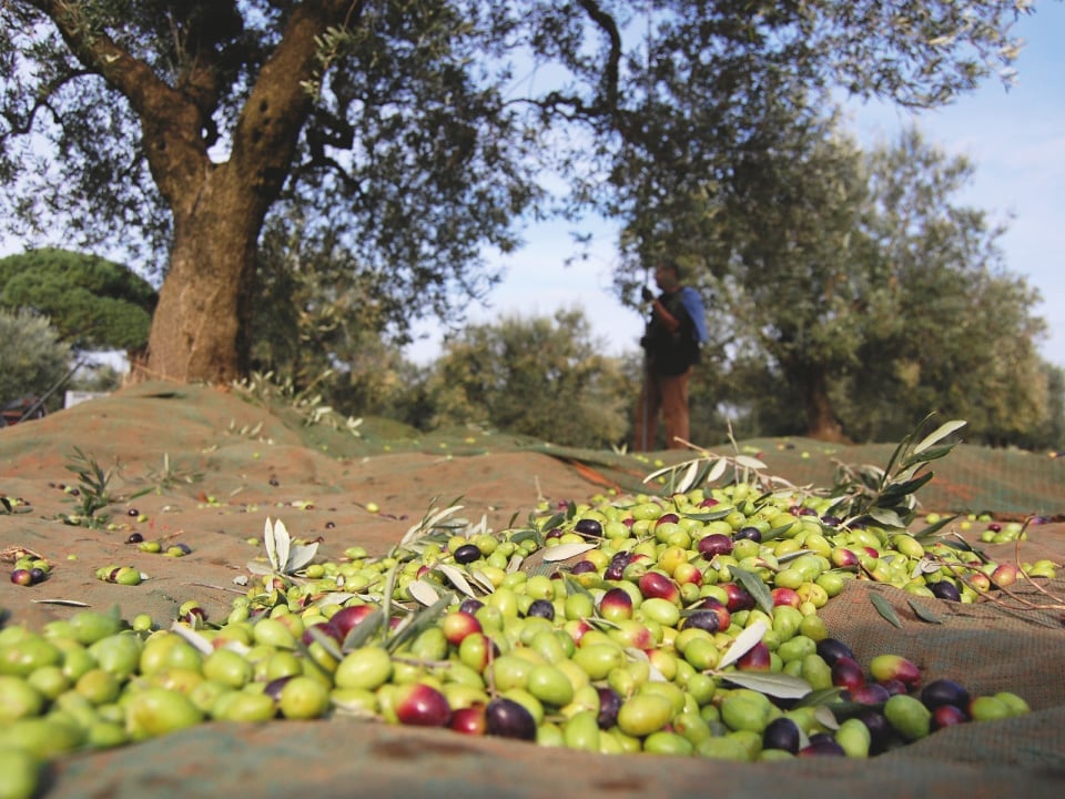 Harvested olives scattered on ground beneath olive tree with workers in background