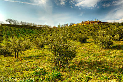 Rolling hills with scattered olive trees and lush green vegetation under a bright blue sky with clouds