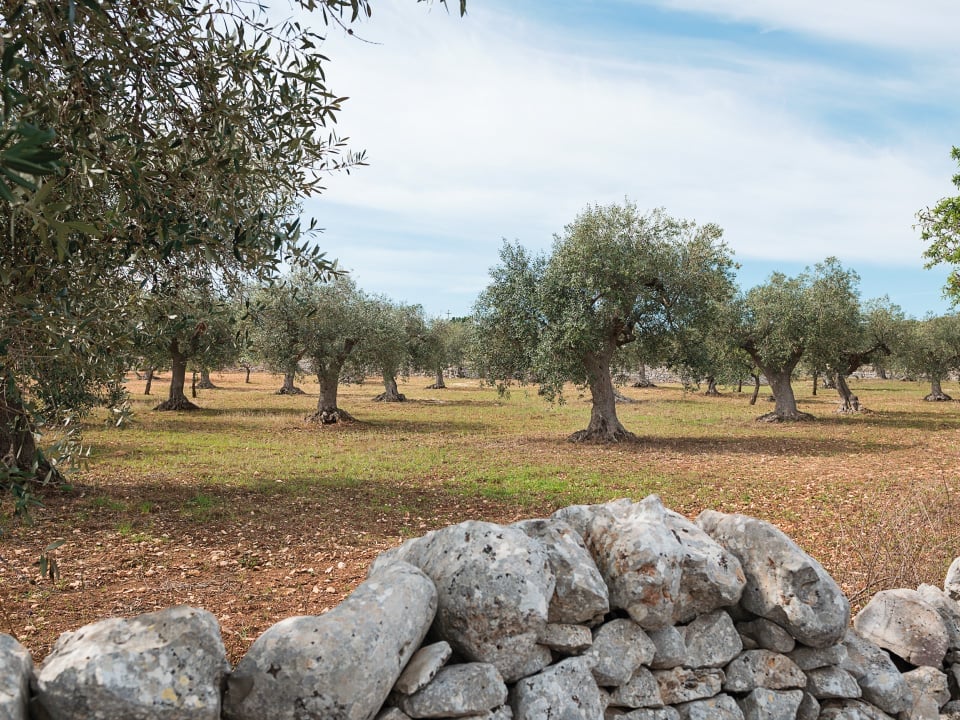 Olive grove with mature trees scattered across a reddish-brown field, with a stone wall in the foreground and blue sky above