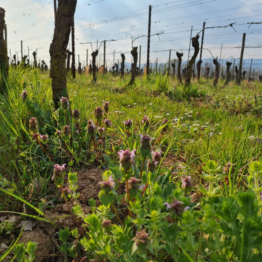 Vineyard rows with budding grapevines in spring, wooden posts and wire trellises visible under cloudy sky