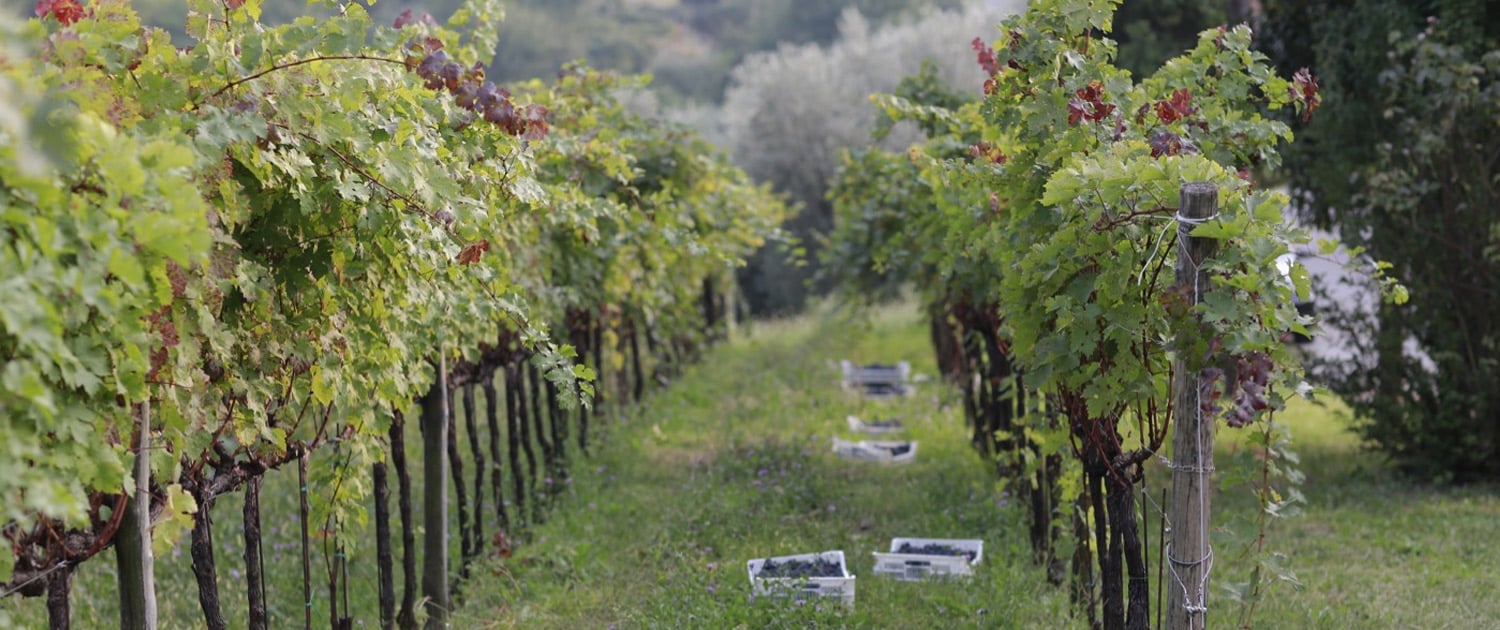 Rows of grapevines in a vineyard with clusters of ripe grapes and supporting posts lining the field