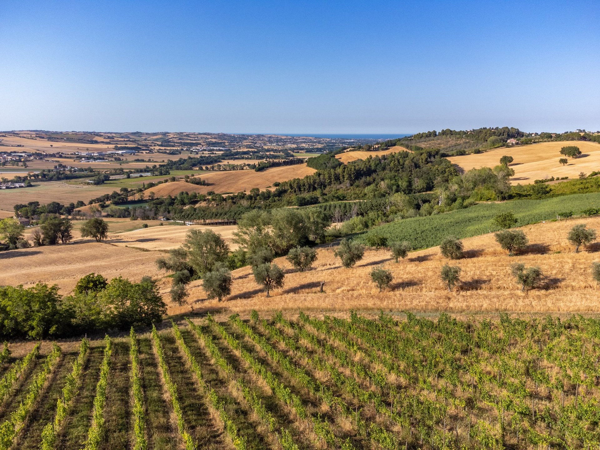 Aerial view of rolling countryside with vineyards, golden wheat fields, scattered trees, and blue sky