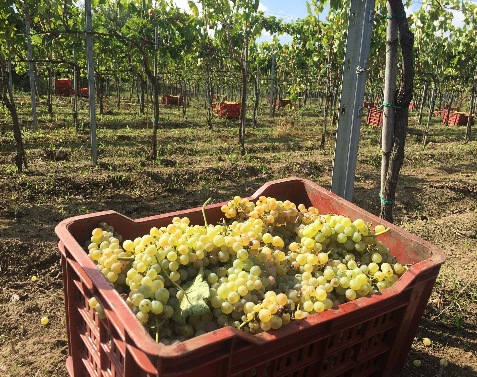 Red harvest bin filled with freshly picked white grapes in a high-altitude Etna vineyard with trellised vines
