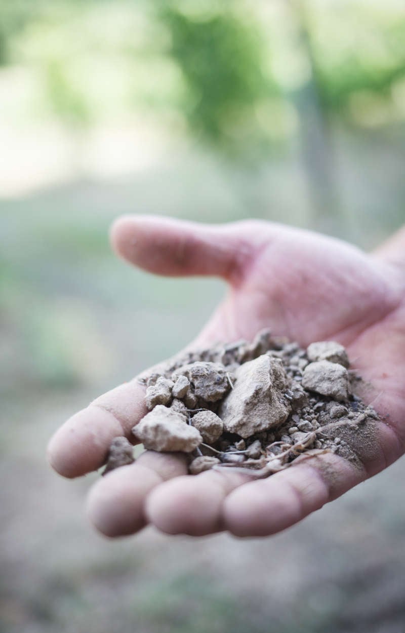 A hand holding a pile of gray limestone soil with blurred green foliage in the background