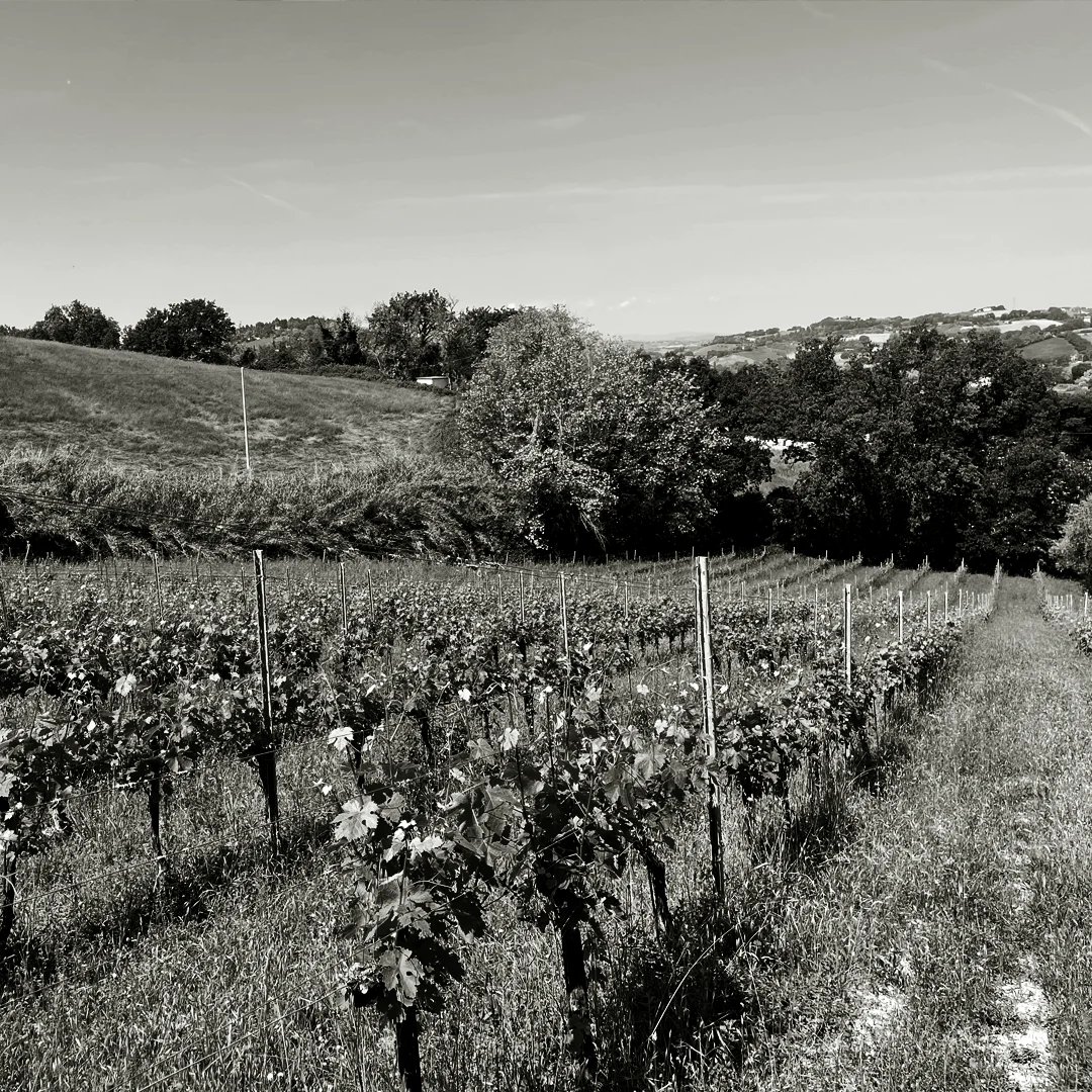 Black and white photograph of a vineyard with rows of young grapevines supported by wooden stakes on rolling hillside terrain