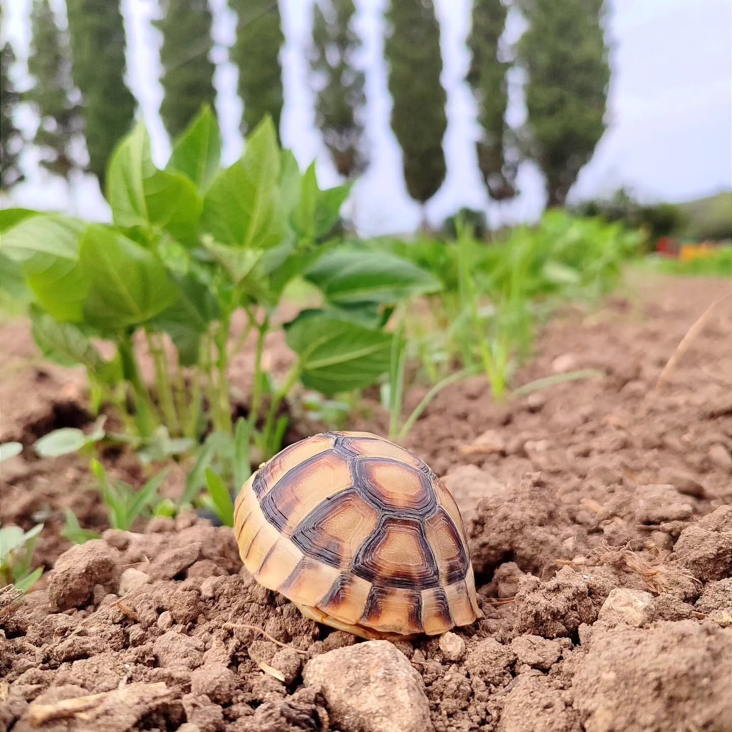 Young tortoise on sandy soil with green plants and poplar trees blurred in background