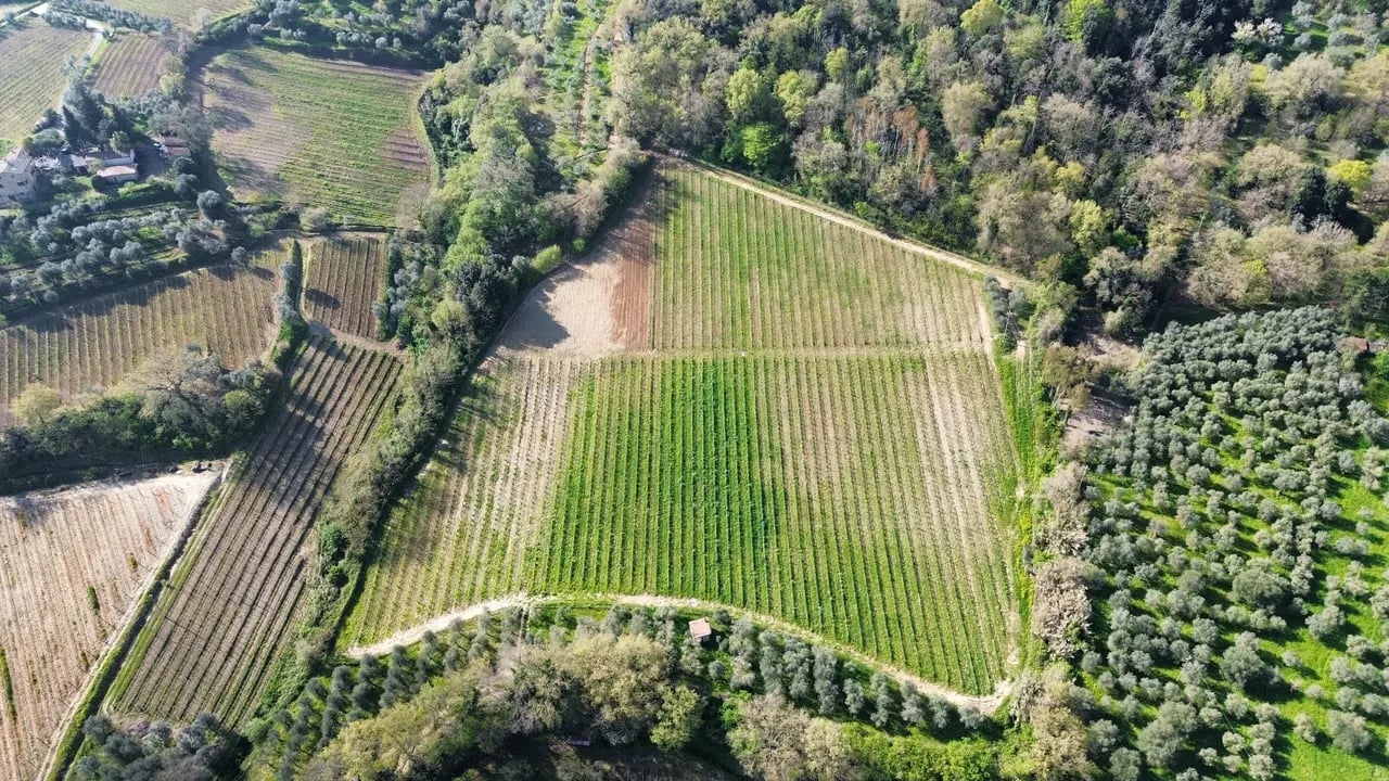 Aerial view of patchwork agricultural fields with vineyard rows, forests, and rural farmland in a countryside landscape